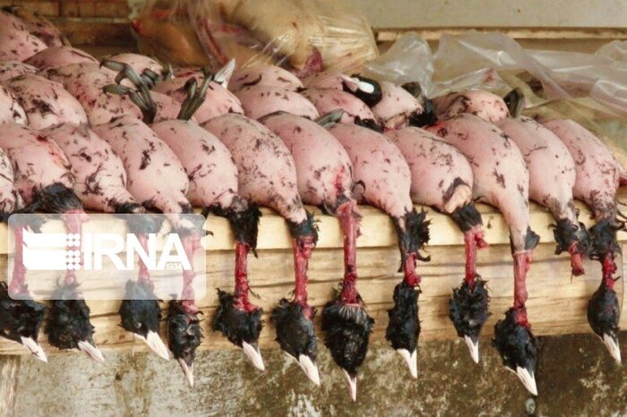 فریدونکنار؛ بهشت یا جهنم پرندگان؟