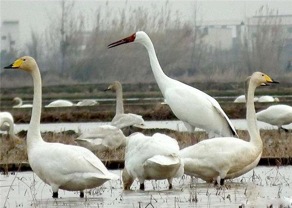 فریدونکنار؛ بهشت یا جهنم پرندگان؟