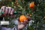 «نارنگی مازندران» در سبد غذایی روس‌ها
