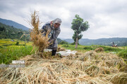 خرید بیش از ۹ هزار تُن برنج مازندران در طرح حمایتی دولت
