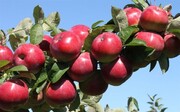 تولید سیب در آذربایجان‌غربی به ۱.۵ میلیون تن می‌رسد