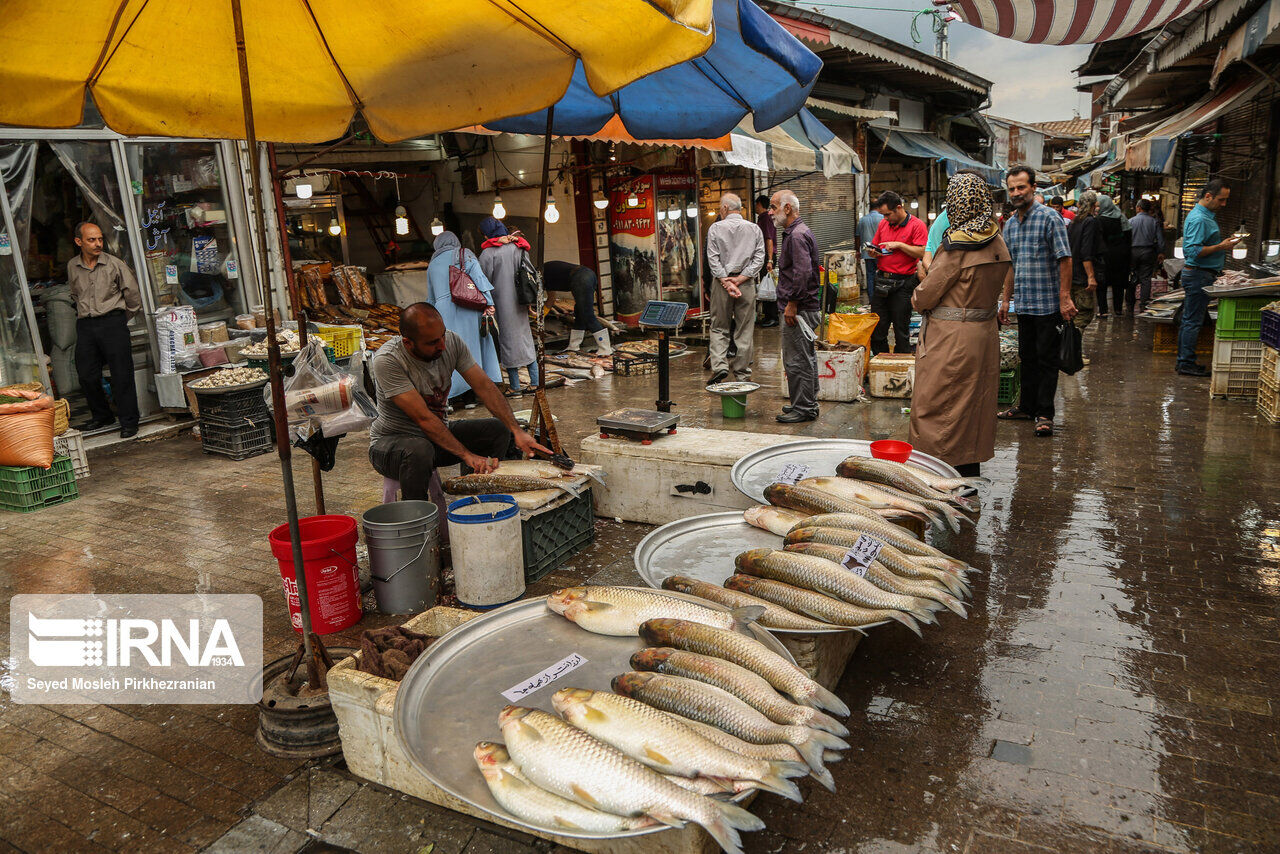 رونق بازار ماهی‌فروشان‌ مازندران باصید کپور دریایی