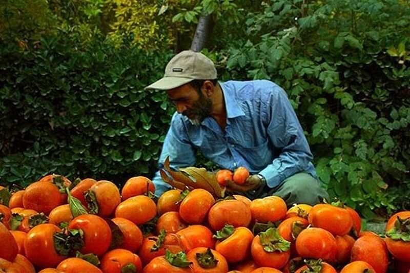 برداشت خرمالو از باغ های کاشان آغاز شد