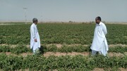 بیش از ۲۸۰۰ تن گوجه فرنگی از مزارع تفتان برداشت شد