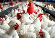 ارسال ۸۰۰ تن مرغ مازاد بر مصرف لرستان به سایر استان ها