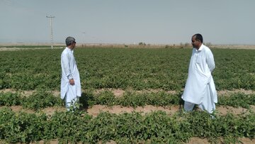 بیش از ۲۸۰۰ تن گوجه فرنگی از مزارع تفتان برداشت شد