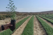 تولید نهال در زنجان افزایش یافت