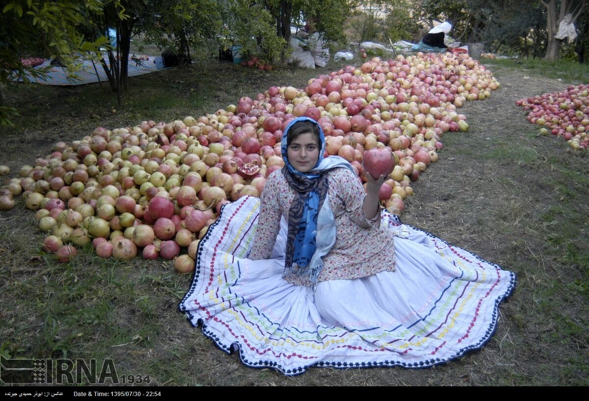 جشنواره شکرانه برداشت انار در روستای انبوه رودبار برگزار شد