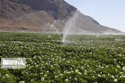 آبیاری تحت فشار  در بیش از سه هزار هکتار اراضی کشاورزی اصفهان در دست اجراست