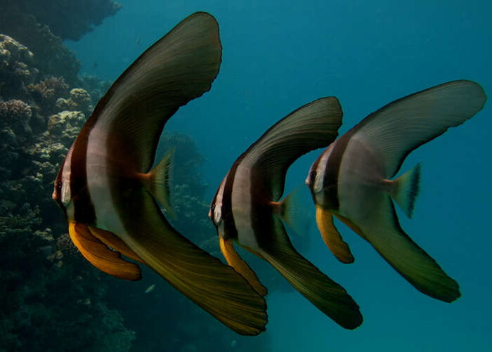فیلم| شنای خفاش‌ ماهی‌های رنگین در آب‌های «کیش»