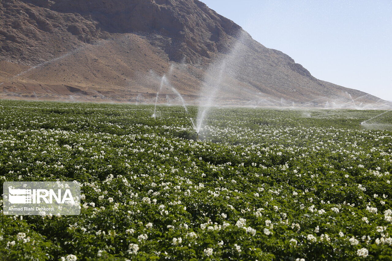 آبیاری تحت فشار  در بیش از سه هزار هکتار اراضی کشاورزی اصفهان در دست اجراست