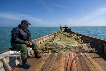 Fish hunting in Caspian Sea