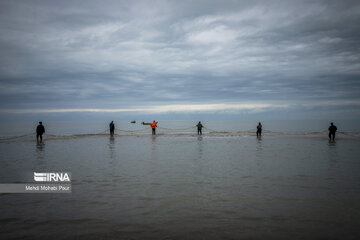 Fish hunting in Caspian Sea