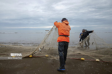 Fish hunting in Caspian Sea