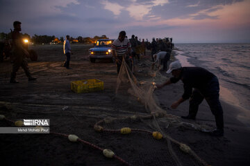 Fish hunting in Caspian Sea