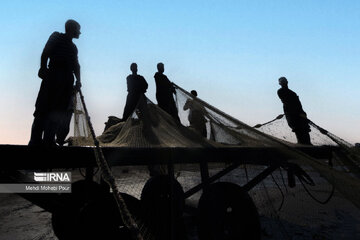 Fish hunting in Caspian Sea