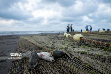 Fish hunting in Caspian Sea