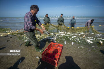 Fish hunting in Caspian Sea