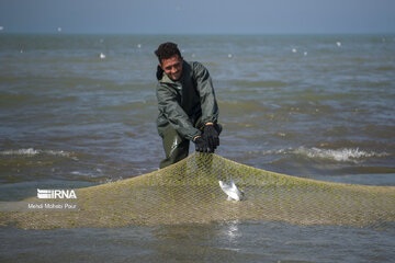 Fish hunting in Caspian Sea