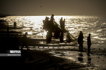 Fish hunting in Caspian Sea