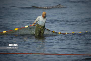 Fish hunting in Caspian Sea