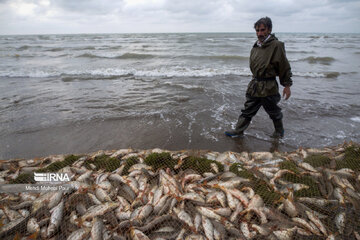 Fish hunting in Caspian Sea