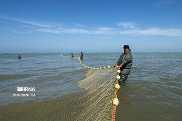 Fish hunting in Caspian Sea