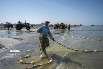 Fish hunting in Caspian Sea