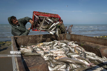 Fish hunting in Caspian Sea