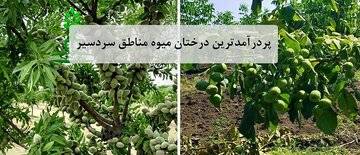 راهنمای خرید پردرآمدترین درختان میوه مناطق سرد و کوهستانی