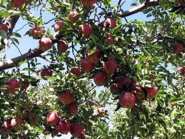 سیب رتبه نخست را در زکات مستحبی مراغه دارد سیب رتبه نخست را در زکات مستحبی مراغه دارد