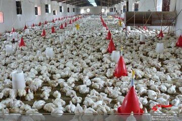 احداث ۳ مزرعه پرورش مرغ در تهران