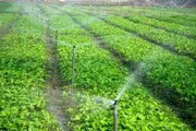 کاهش ۴۰ درصدی مصرف آب در آذربایجان شرقی با برنامه های ترویجی کشاورزی