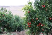 سرما به ۶۰ درصد از باغهای انار «بجستان» خراسان رضوی خسارت وارد کرد