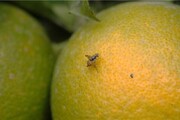 ردیابی مگس میوه در پنج هزار و ۴۰۰ هکتار از باغ‌های ساری