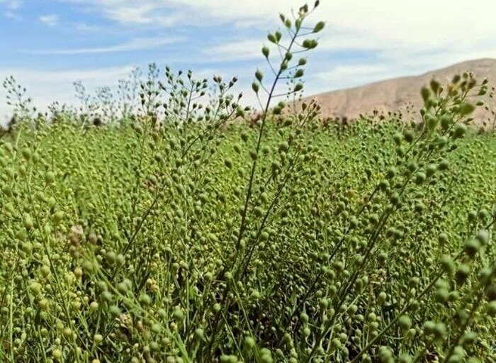 دانه روغنی کاملینا؛ مستعد سرمایه‌گذاری در دیمزارهای گلستان