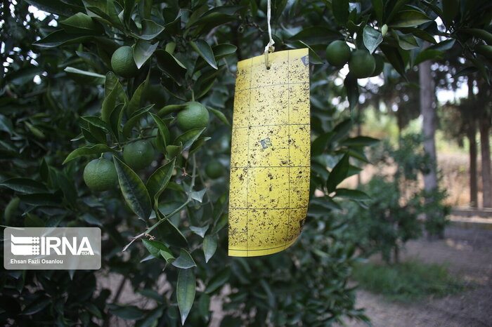 ردیابی مگس میوه در پنج هزار و ۴۰۰ هکتار از باغ‌های ساری
