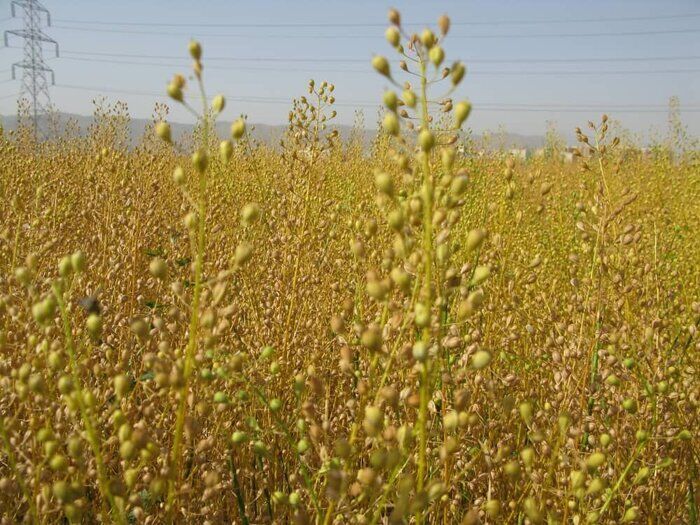 دانه روغنی کاملینا؛ مستعد سرمایه‌گذاری در دیمزارهای گلستان