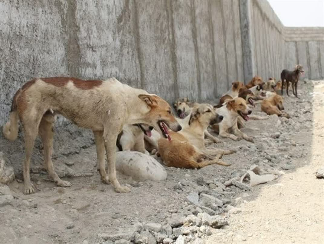 مراجعه ۹۰۰ مورد حیوان گزیدگی به مراکز درمانی دماوند