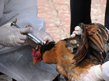 موردی از بیماری آنفلوآنزای فوق‌حاد پرندگان در سیستان و بلوچستان مشاهده نشد