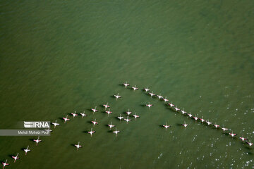 لایروبی کانال آشور، صدها هزار پرنده مهاجر را به خلیج گرگان بازگرداند