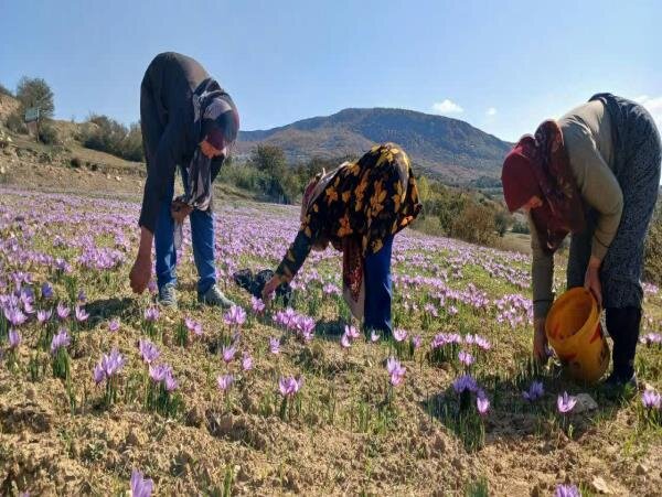 مزیت اقتصادی توسعه کشت زعفران در هزار جریب بهشهر