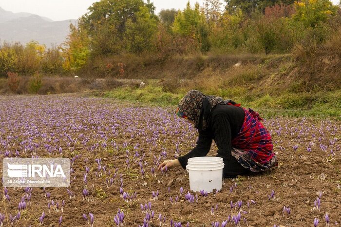 وضعیت قرمز طلای سرخ در خراسان شمالی