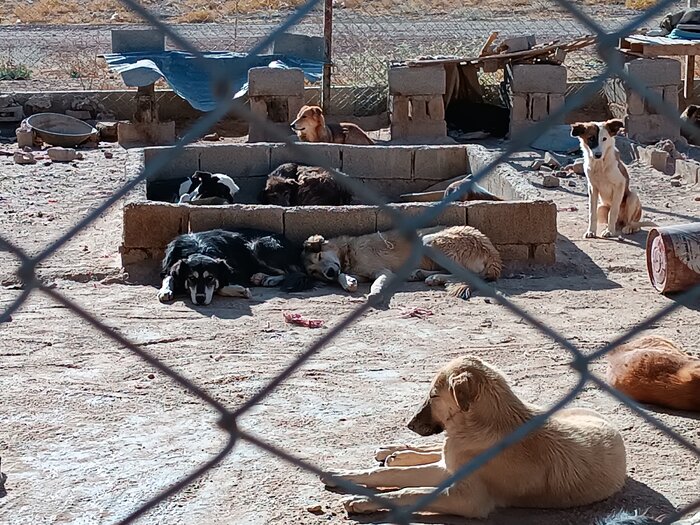پرسه "سگ های ولگرد" و آرامشی که از شهروندان ایلامی سلب شده است