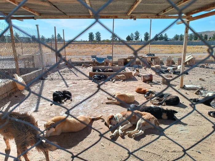 پرسه "سگ های ولگرد" و آرامشی که از شهروندان ایلامی سلب شده است
