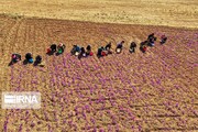 برداشت زعفران در "ششتمد" خراسان رضوی ۳۵ درصد کاهش یافت 