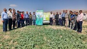 کاروان ترویج کشاورزی به فارس رسید/ اجرای ۱۸۱برنامه ترویجی در پهنه‌های تولیدی