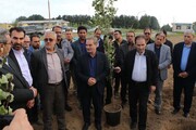۲ هزار هکتار از اراضی کشت و صنعت مغان به زراعت چوب اختصاص یافت