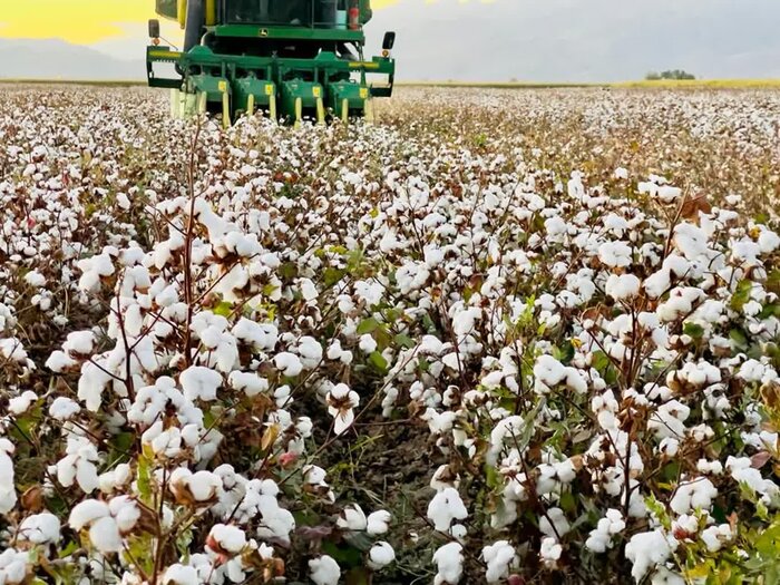 کاهش ساعات قطعی برق چاه های آب در مناطق کشت پنبه/تخصیص کودهای یارانه ای برای کشت پنبه