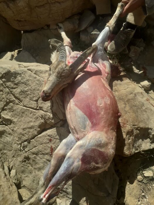شکارچی بی رحم دنا زندانی شد